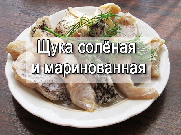 как солить щуку